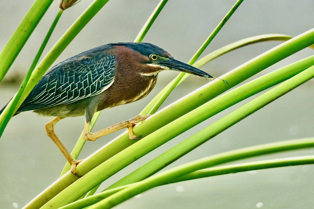 Crá-Crá - Green Heron (Butorides virescens) by Issai Campos is licensed under CC BY-NC-ND 2.0.